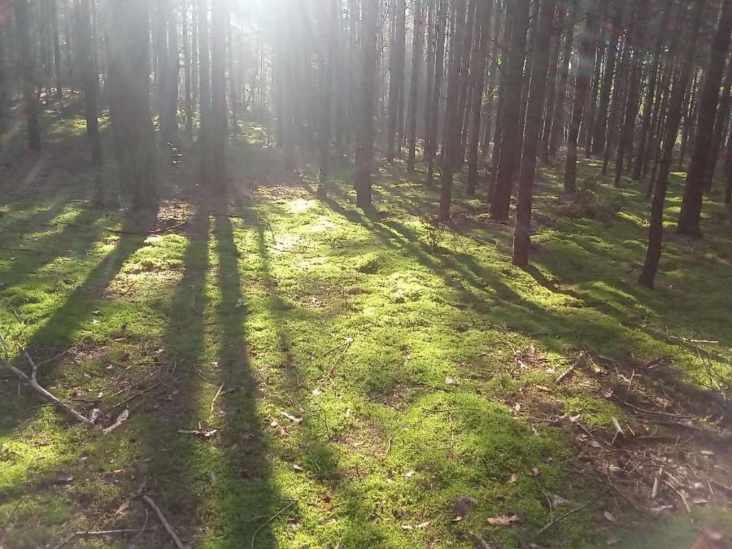Holiday home Dom Na Skraju Lasu